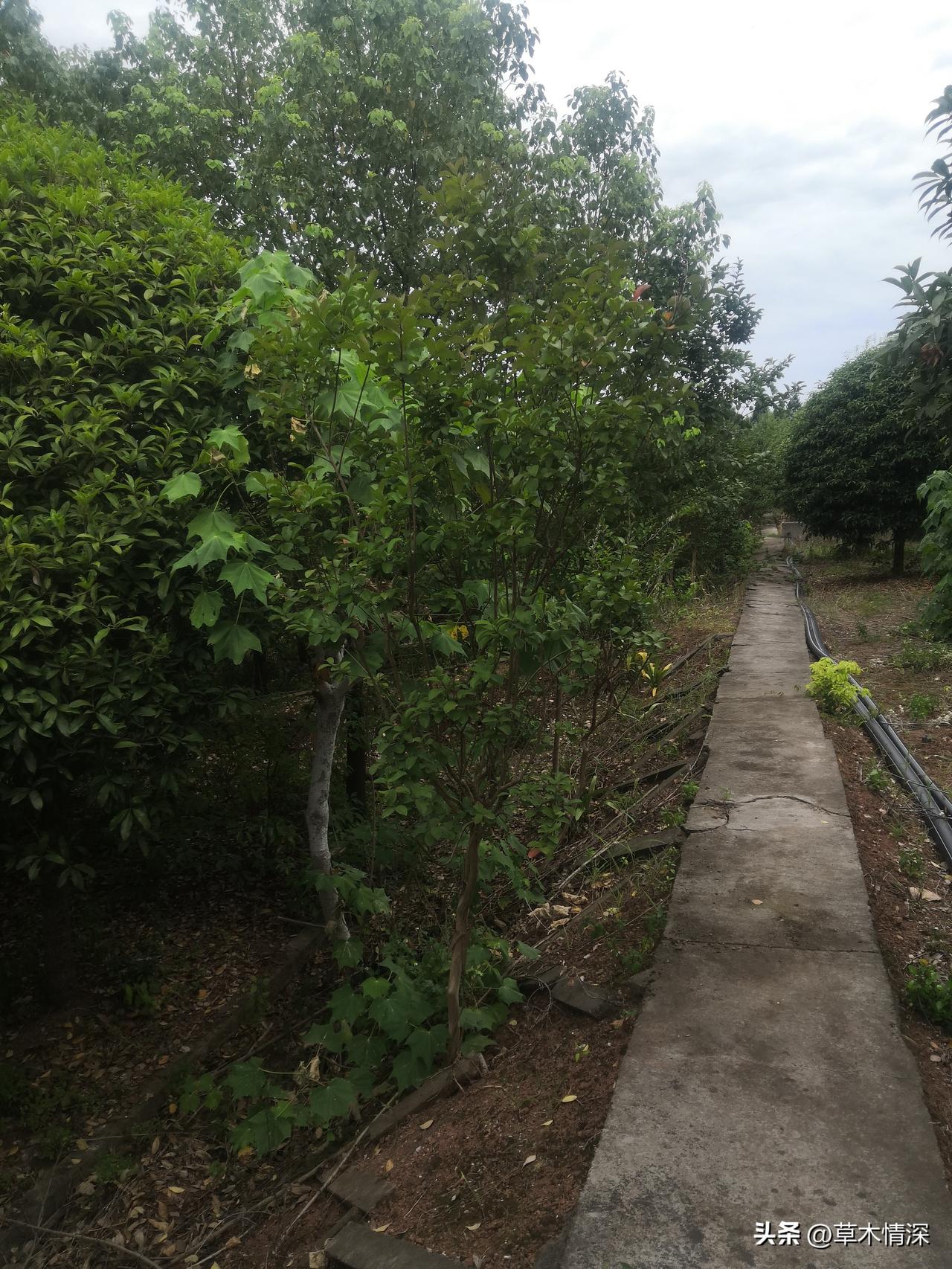 四川遂宁广德寺如何圈粉年轻人观音故里遂宁灵泉寺和广德寺两个都是遂宁市的骄傲，特别