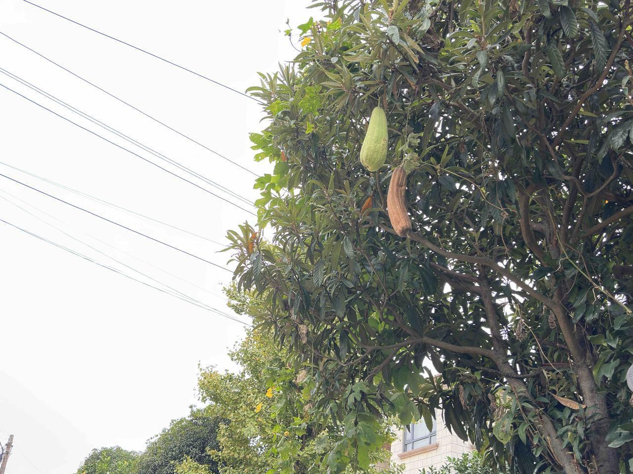 这高高悬挂于树梢的丝瓜，一老一嫩，结伴同立，吸引着树下经过小路的人。
这条老丝瓜