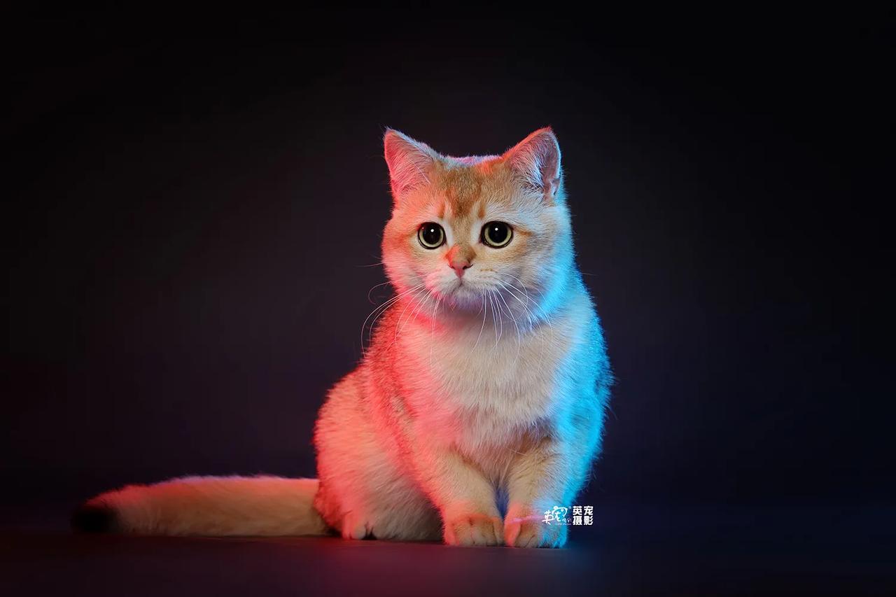 小猫严肃，小猫拘谨，小猫最可爱！😜
【上海拍摄】