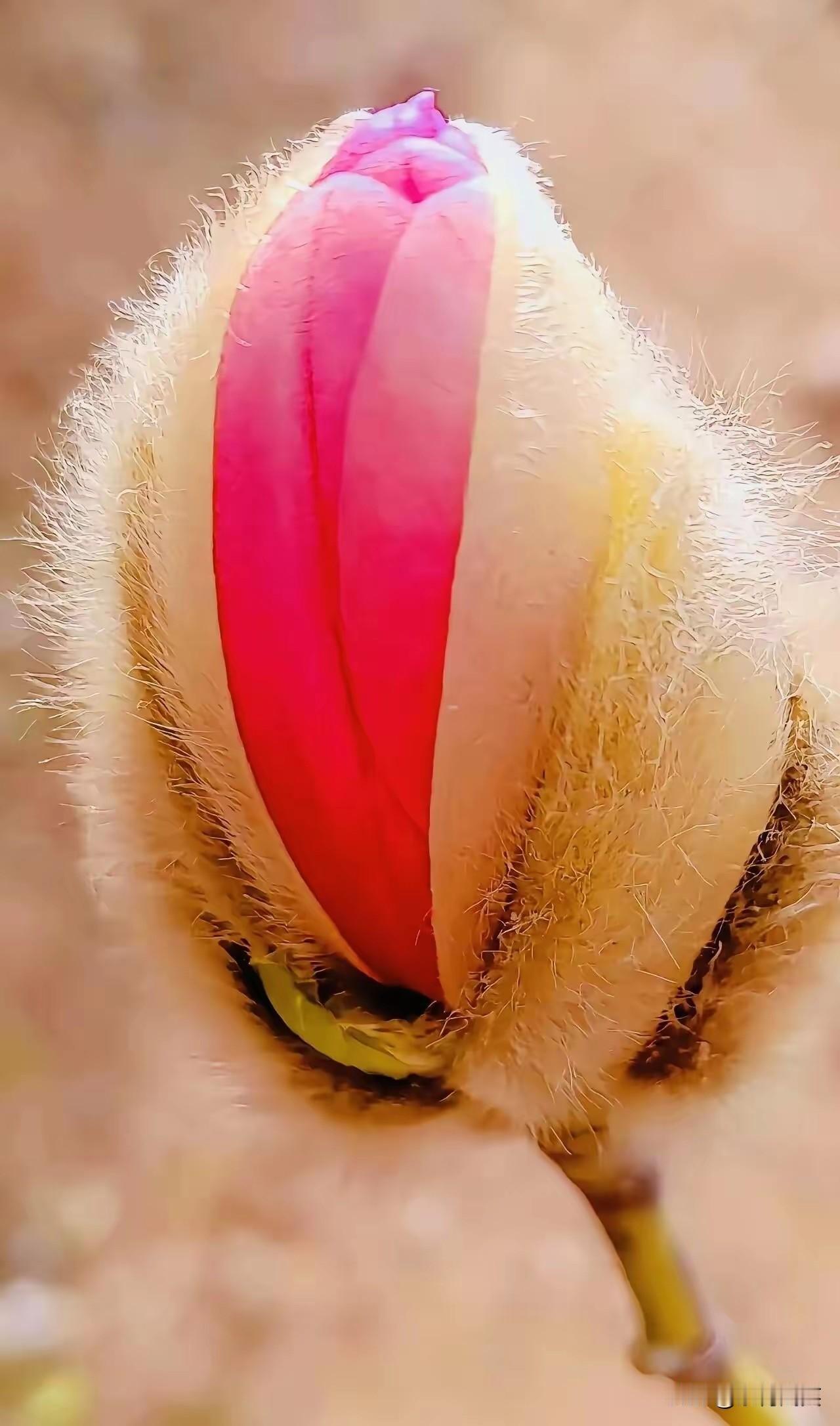 这才是真正的叫做“含苞待放”神奇不神奇！！！好看吧！！！[祝福][祝福][祝福]