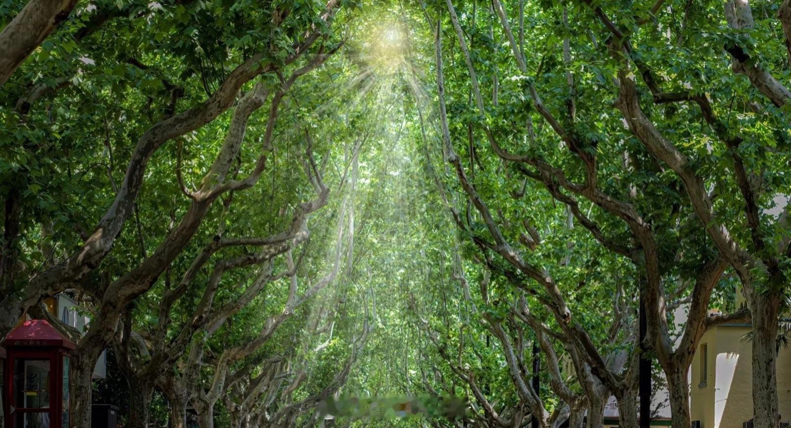一大早起来，被这条路的树荫和阳光治愈了人生处处都是美景啊我的日常plog随手拍