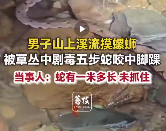 “这也太让人后怕了！”浙江丽水，男子在山间溪流摸螺蛳时，脚踝突遭草丛中剧毒五步蛇