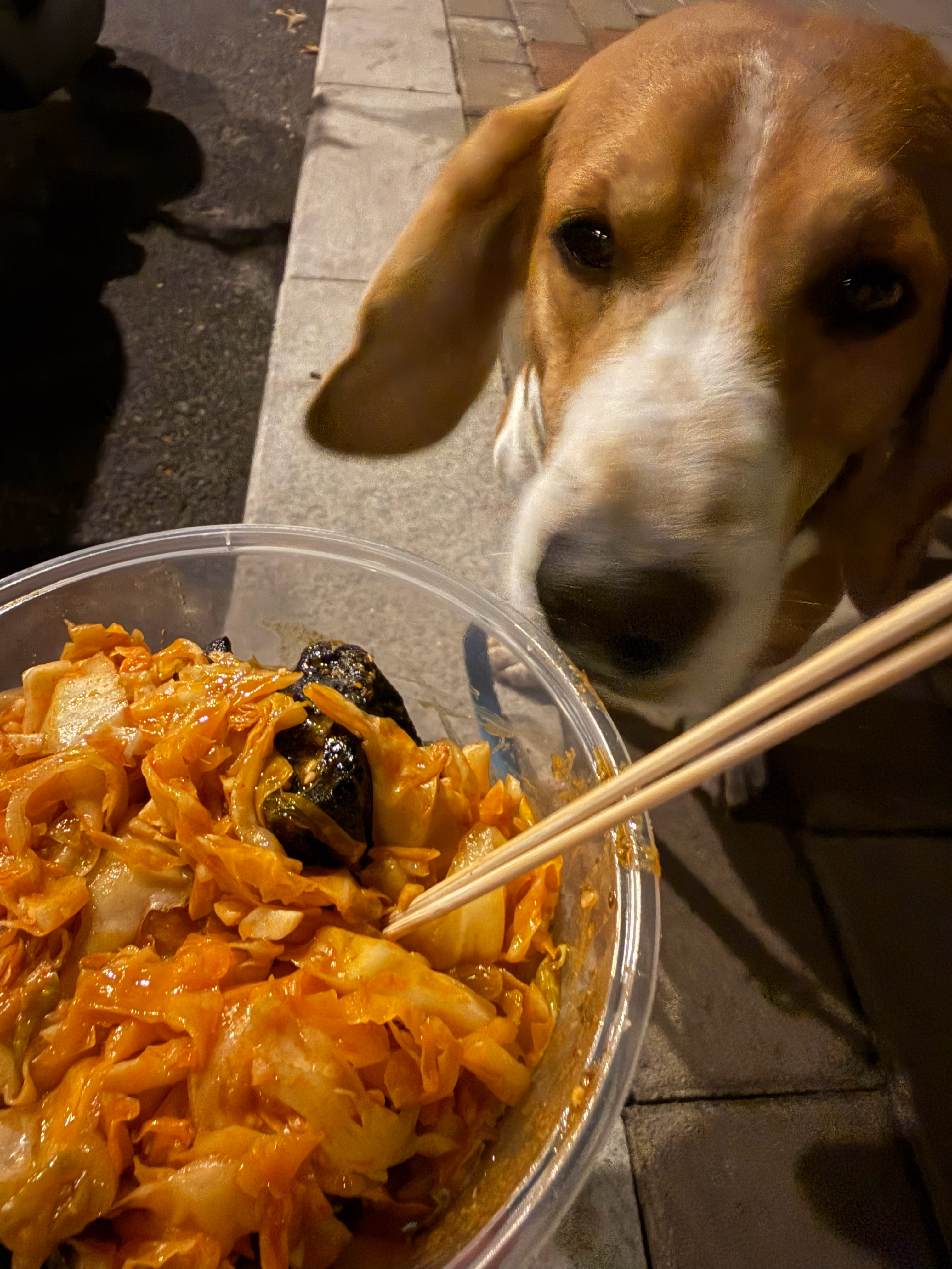 晚上睡不着坐在街边吃臭豆腐 给京京馋够呛 