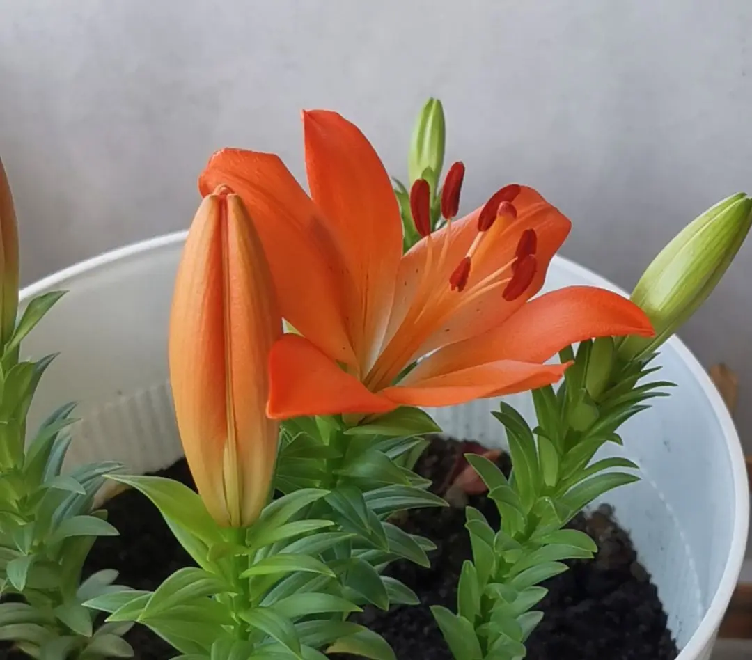 自己养的百合