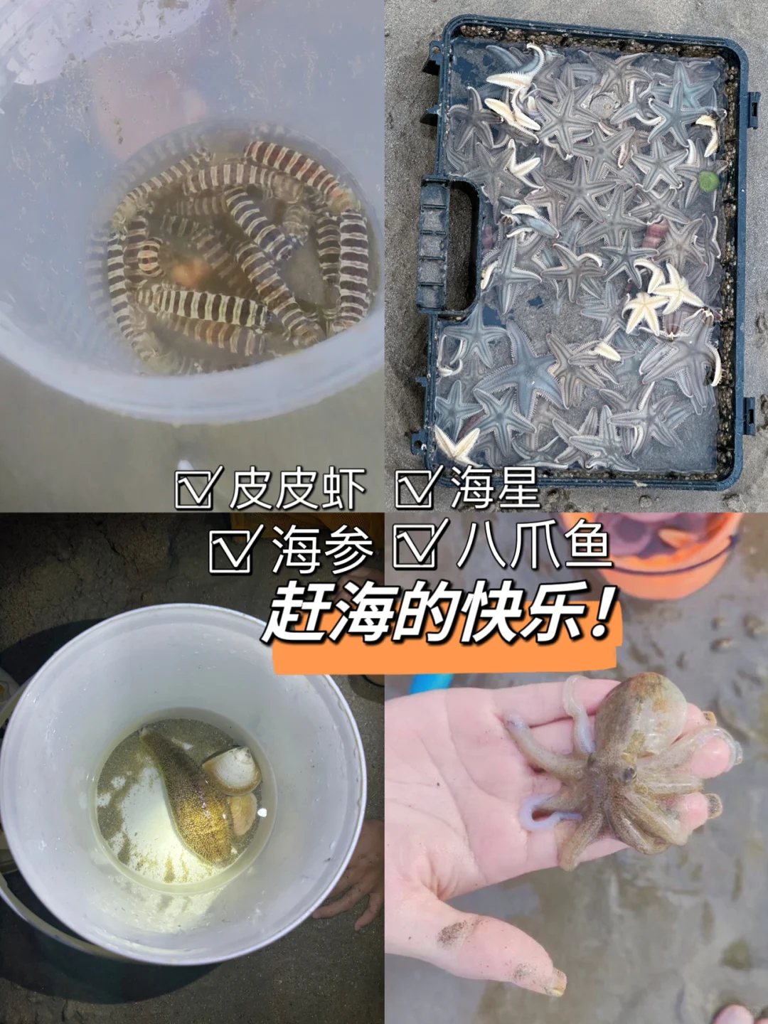 谁懂！赶海真快乐吖❗️🐙🦀🦐海星随便捡🤣