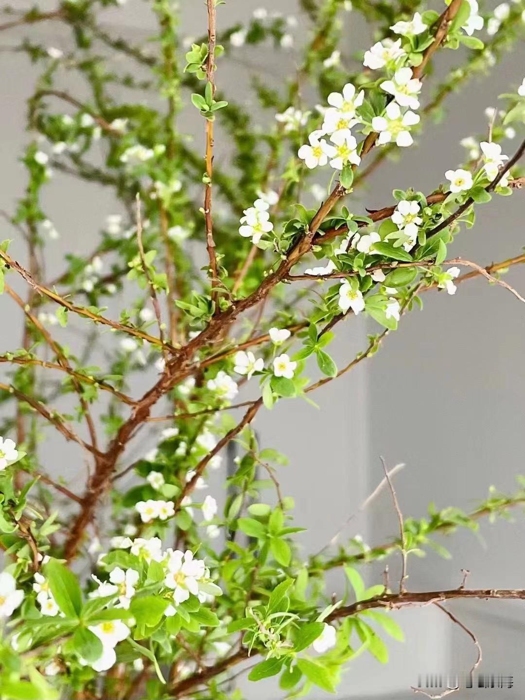 在古代，茶，更多是贵族生活的象征。现在很多影视剧里，也有所体现。到了宋代，茶文化