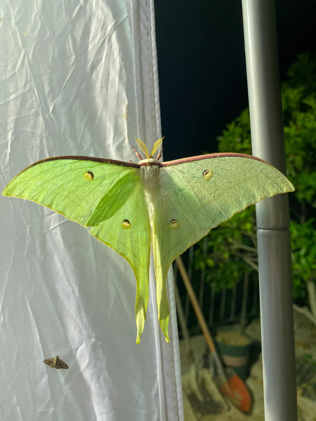 你们知道我今晚有多开心吗？