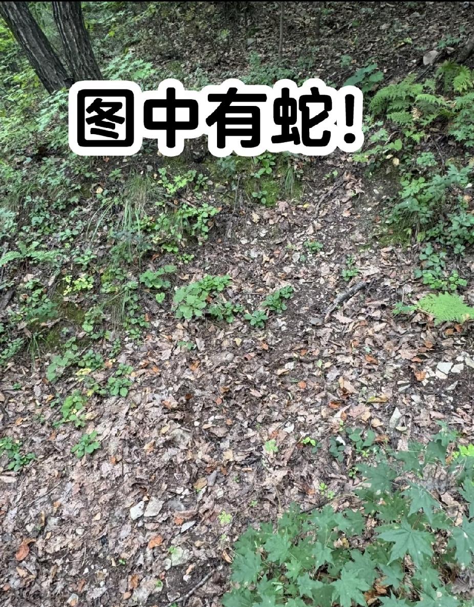 图中有蛇你看见了吗