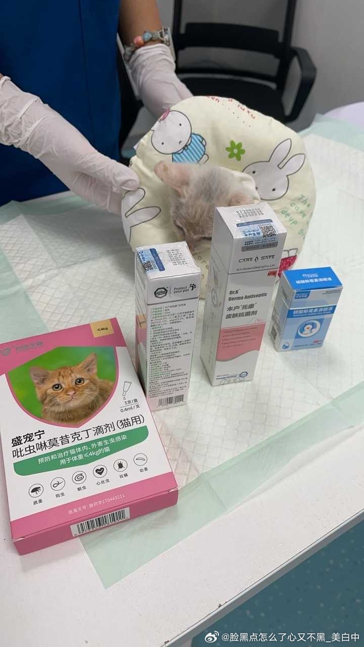 流浪猫救助 【新疆流浪猫救助】流浪猫救助 🐱猫咪救助🆘小猫已经病危 求好心人