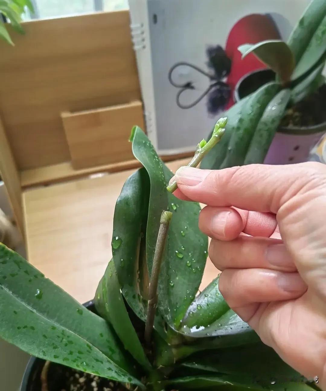 不小心把它碰掉了，心疼它两秒钟，马上进行补救，用胶布把它接回去，感觉它还能活着开