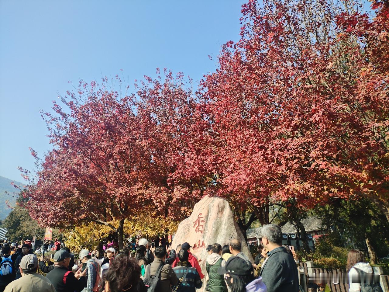 可以分享一张秋景树叶的照片吗