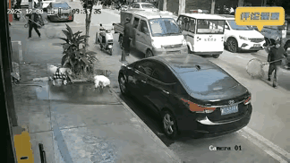 这是城市管理者该干的事！对于遛狗不栓绳的，一律逮捕！
