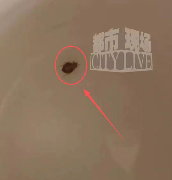 上海维也纳酒店床虱事件：出差住客半夜被咬醒，房间爬满臭虫，前台反呛"40多岁不会