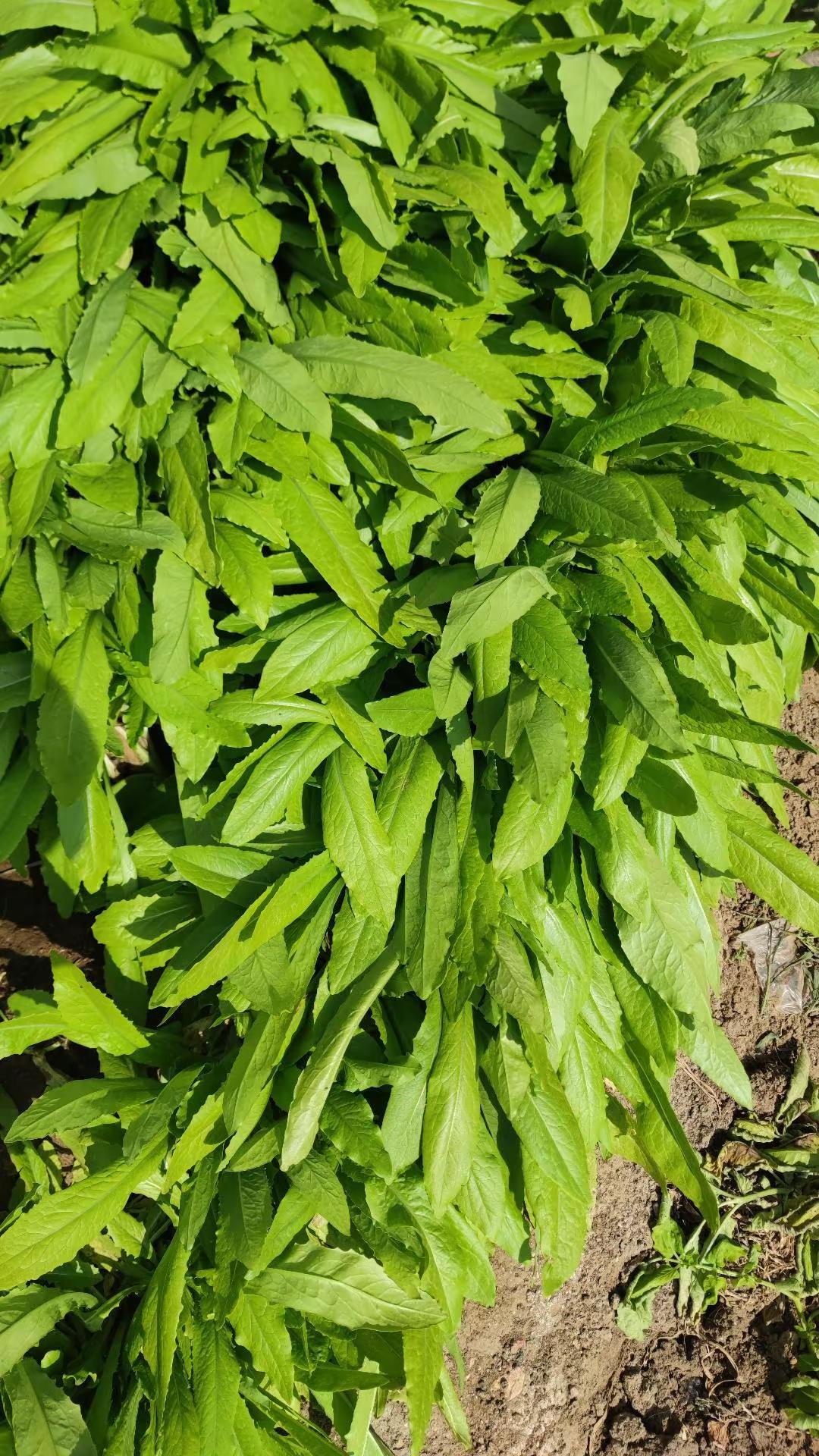 大舅哥的小菜园记录分享:  大舅哥的小菜园记录分享: 种菜太有瘾了。种菜种果种希