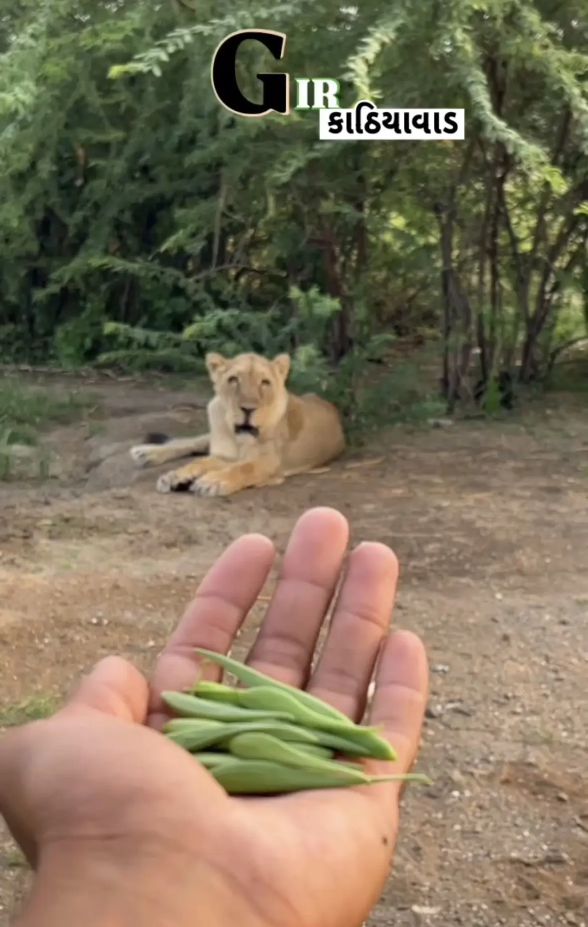 在豆角地休息的老母狮。