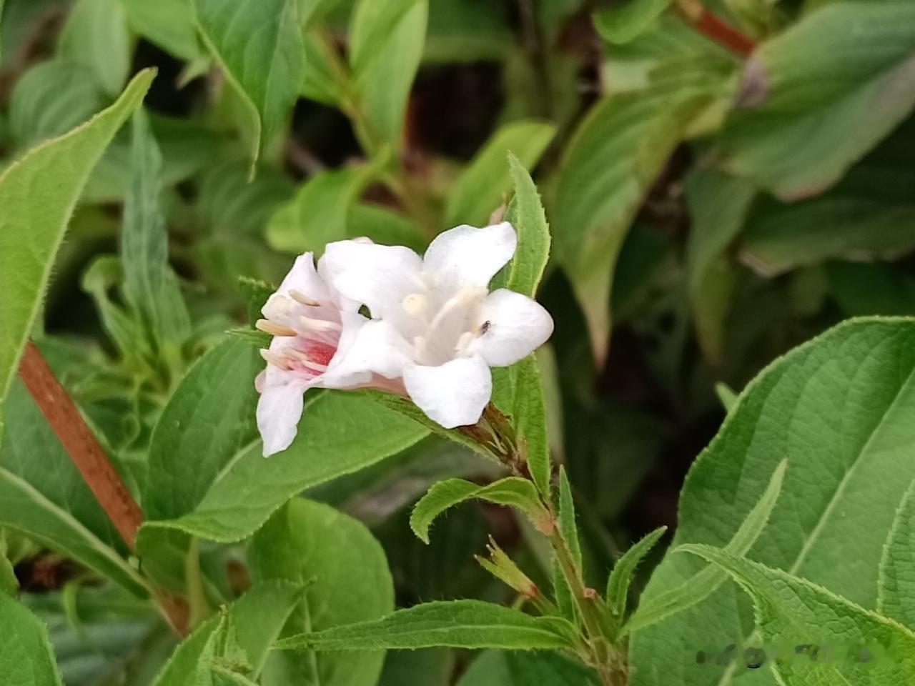 这是我拍到的锦带花
——锦带花，别名：五色海棠、山芝麻、海仙花。
忍冬科锦带花属