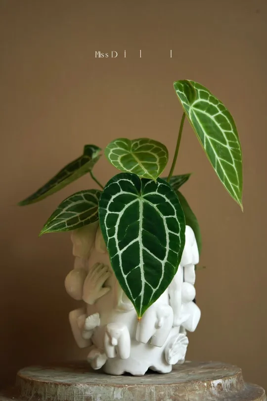 近期植物大军新增大将