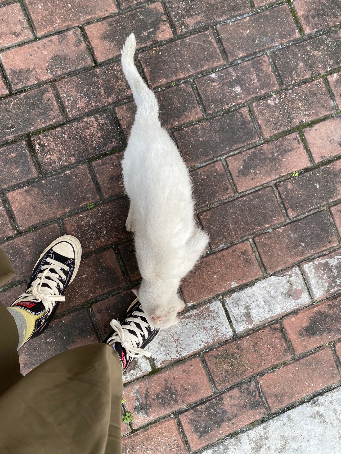 对不起，我不该摸你的脑袋