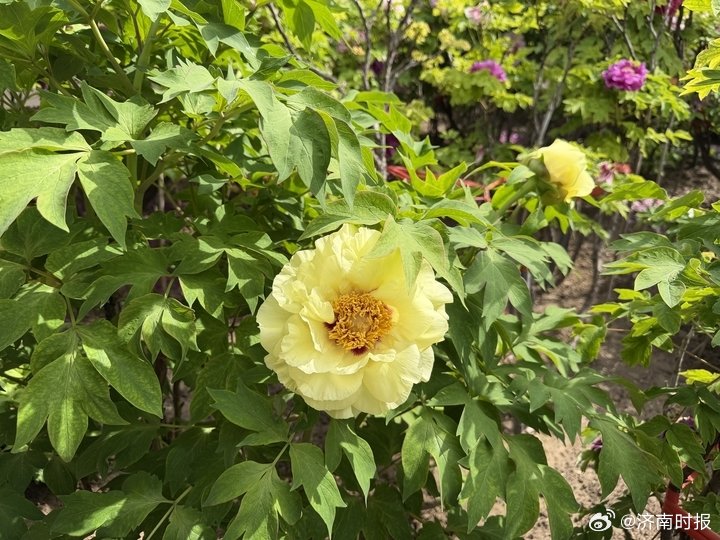 【#菏泽芍药单枝品种订单达3万枝#】暮春时节，五一前后，被誉为“花相”的芍药迎来