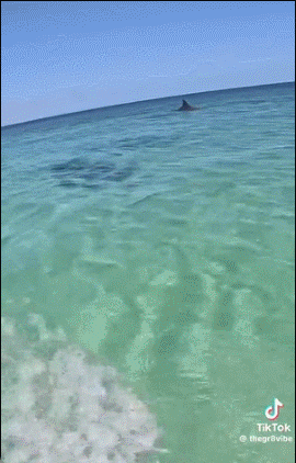骑“海”马和海豚一起玩 ​​​