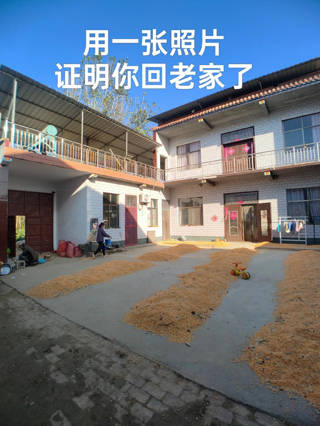 休息回老家了！玉米金黄，小狗安详，家人健康，岁岁寻常回老家 修理工的日常