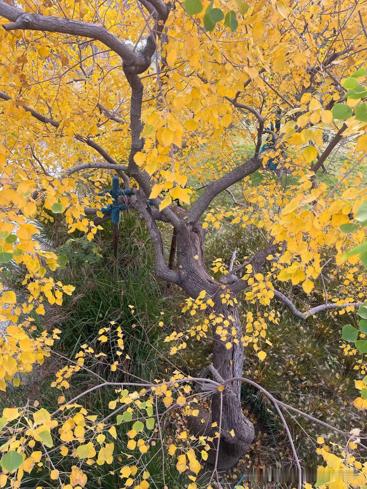这金黄的树，把秋天的浪漫拉满了！
 
你瞧这树，叶子黄得跟小太阳似的，枝桠扭来扭
