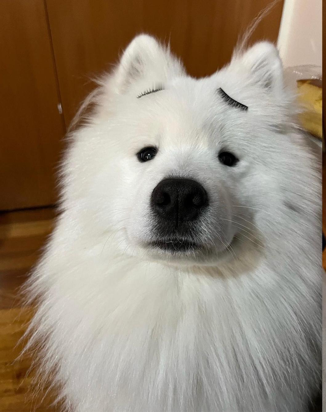 人类总有一些奇奇怪怪的幼稚想法，而我们小狗会默默配合不拆穿他们 