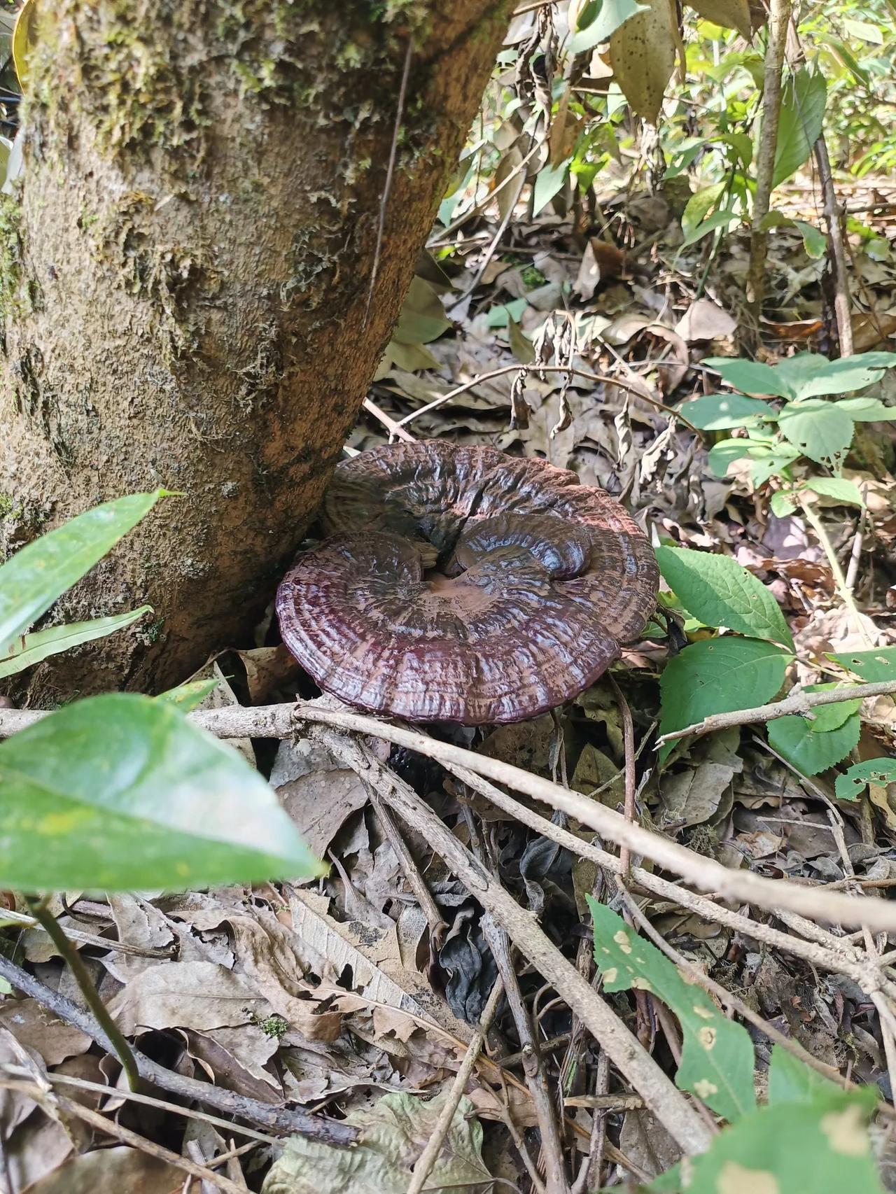 深山老林野生灵芝