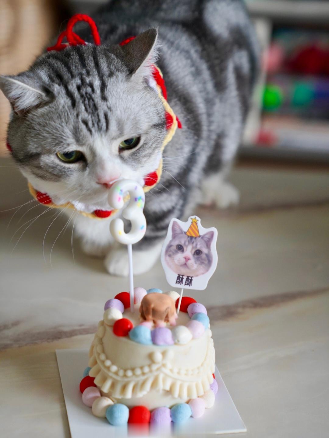 我们宝贝酥三岁啦🎂🎂🎂希望你永远是个健康快乐的小猪咪🐱生日快乐我滴宝贝！