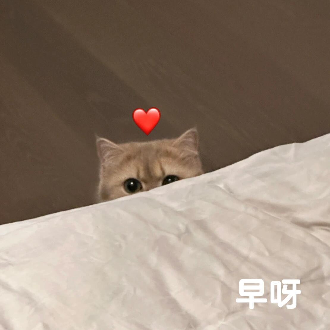 早上好[兔子]，大家都有什么助眠方法推荐呢？兔玩早安时间 ​​​