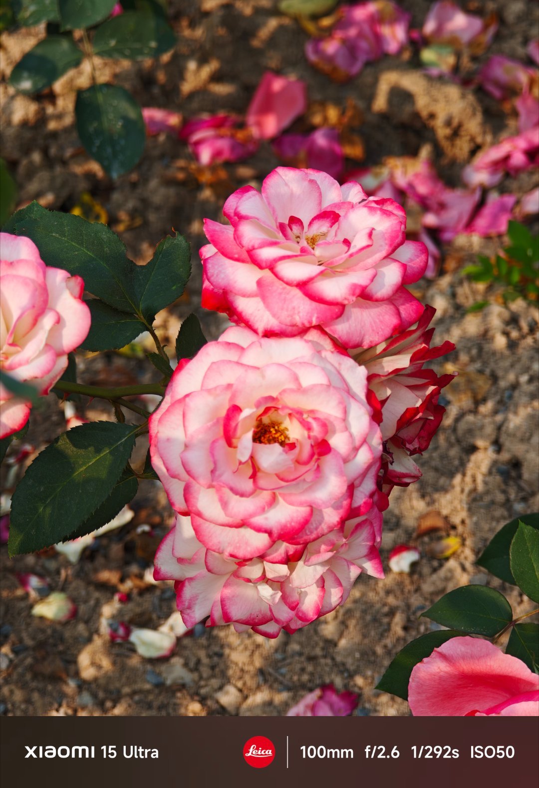 今日走绿道拍的花，特写镜头怎么样？