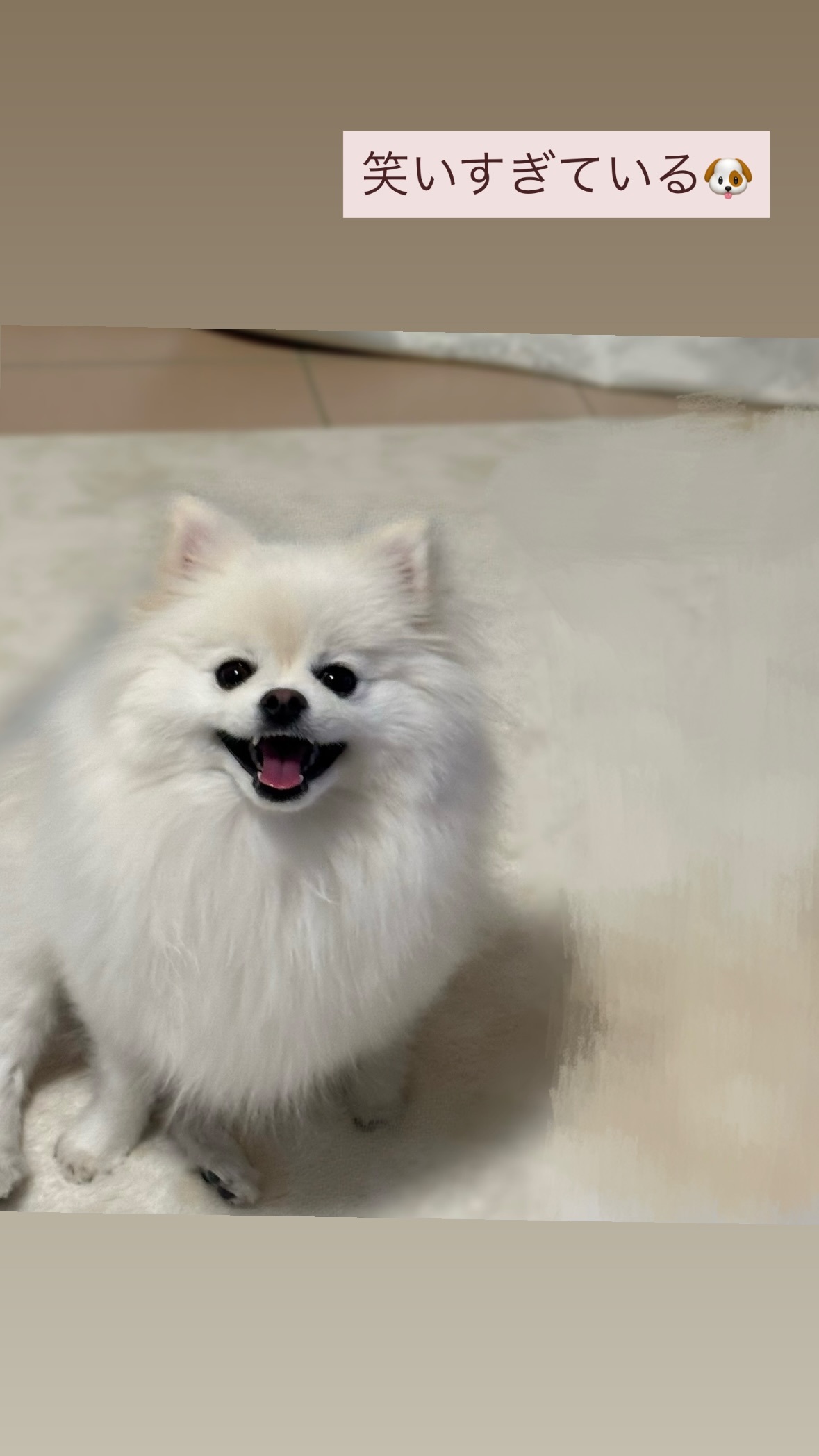 弓木奈於　ゆみきぐらむ