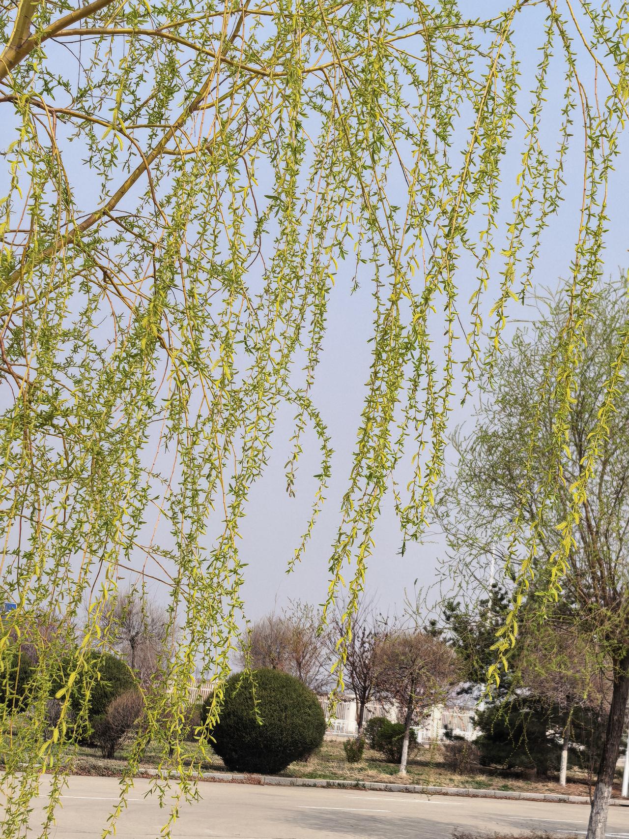 金丝垂柳[赞][赞][赞]