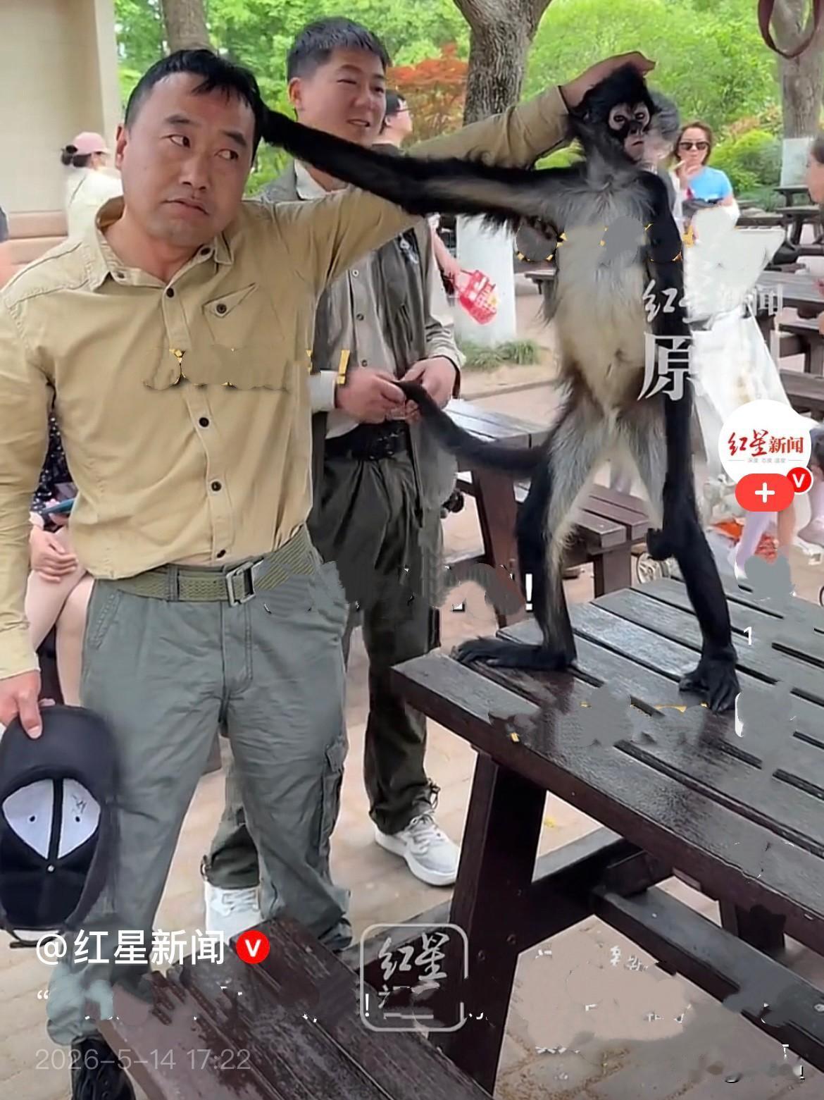 上海野生动物园有一只叫“豆豆”的黑掌蜘蛛猴，从小被饲养员奶爸带大，感情好得没话说