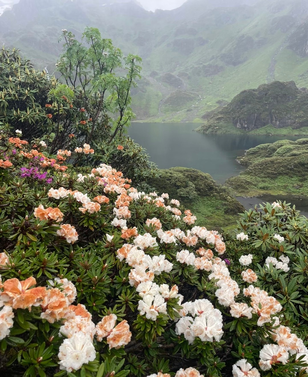 我是爱这个世界的，所以我来到这个世界。我并不爱这个世界上的人，但我无法成为一棵树