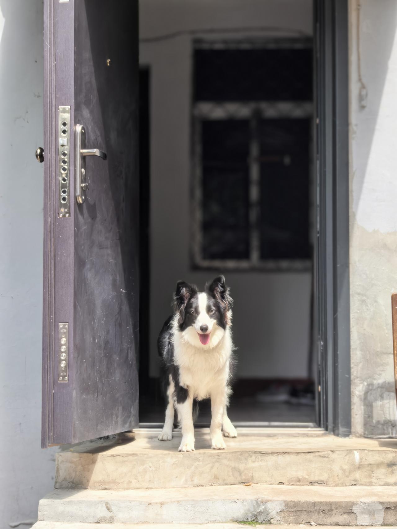 看门狗，有那么点意思，就是看门难度系数9.9，一根火腿肠就能看丢的边牧犬。