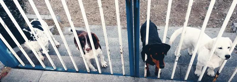 1月16日上海，男子花15800元送暴躁小狗＂上学＂，小狗除了挨了几次毒打，啥都