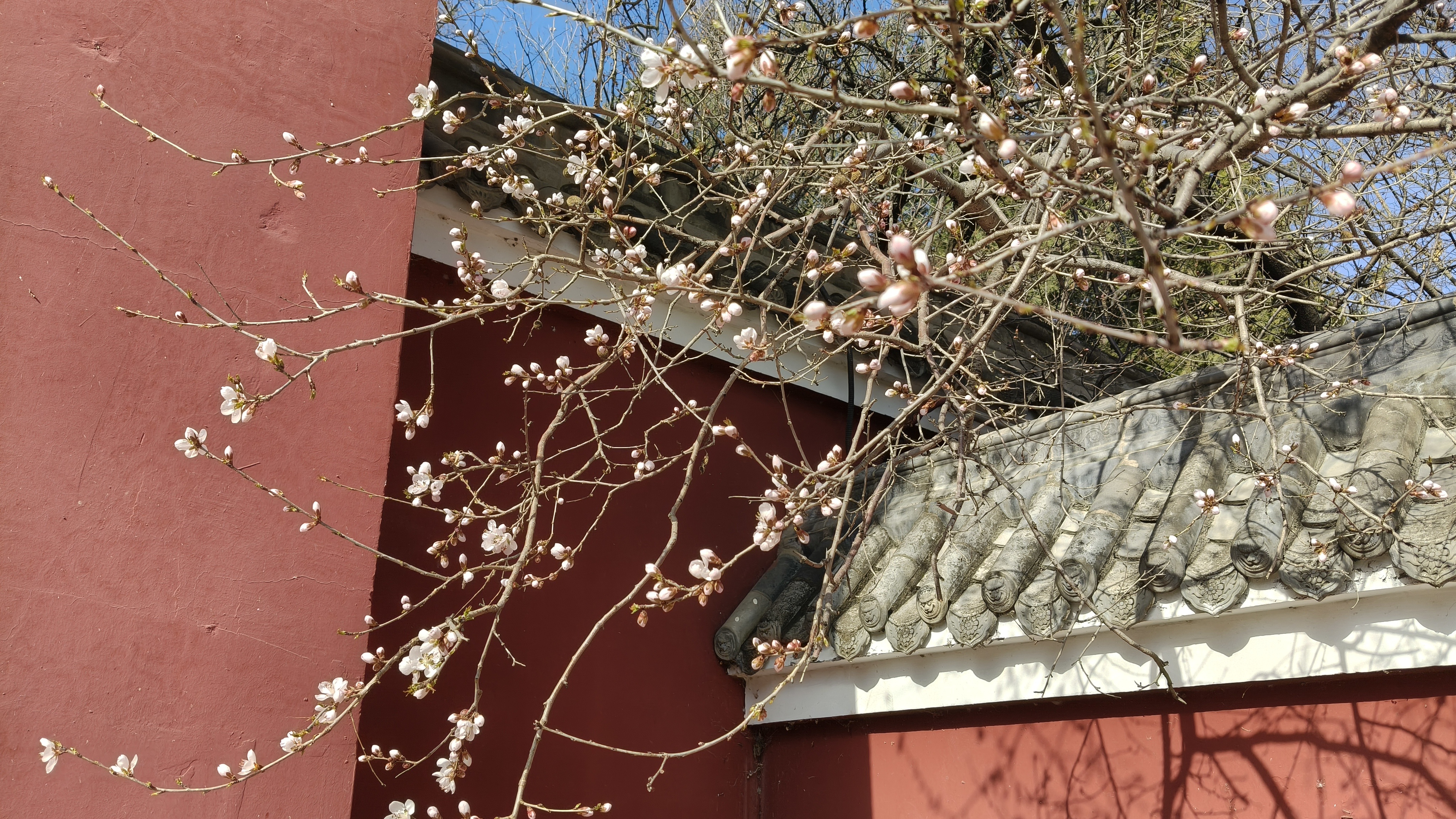 山寺桃花始盛开。 