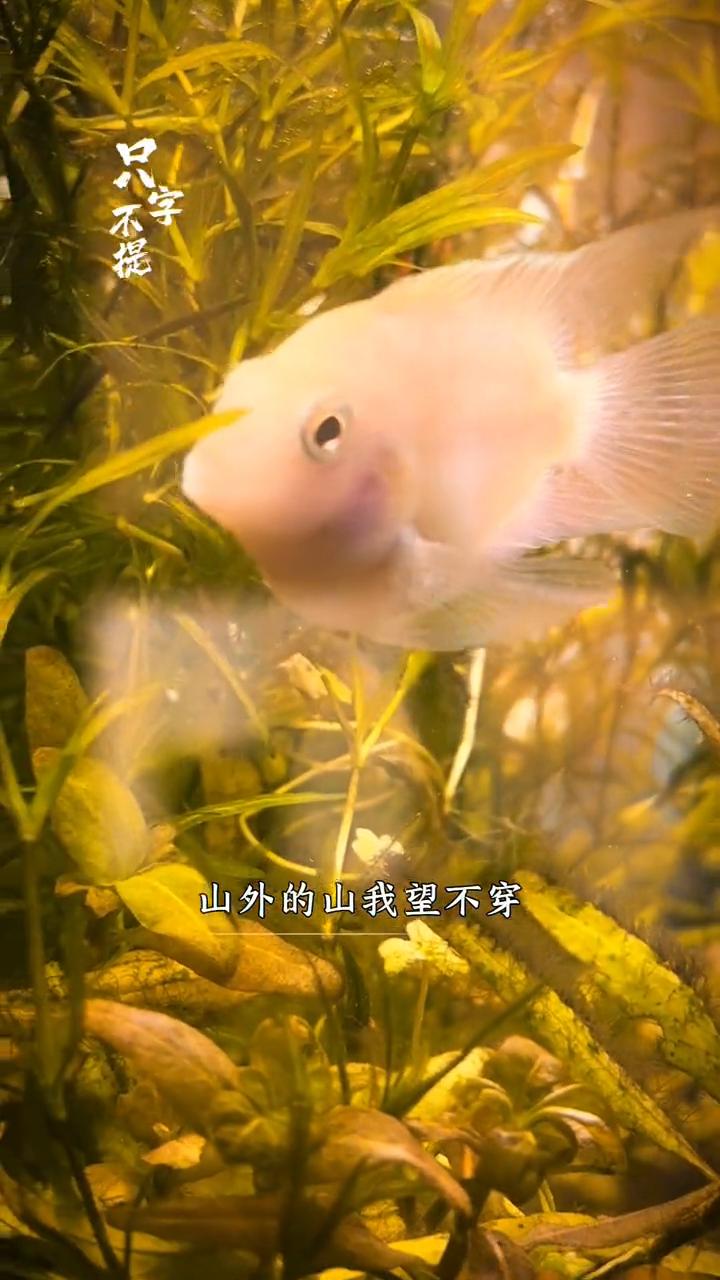 浮云一别后流水十年秋，君来随君意君走我不留。此生无多余岁寒两三朋友，闲来念旧事与