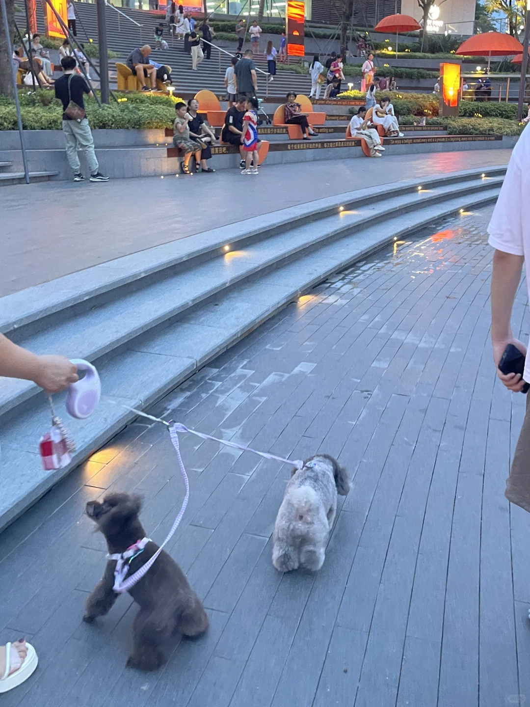 小狗在大运天地🐕🐟吃鱼散步