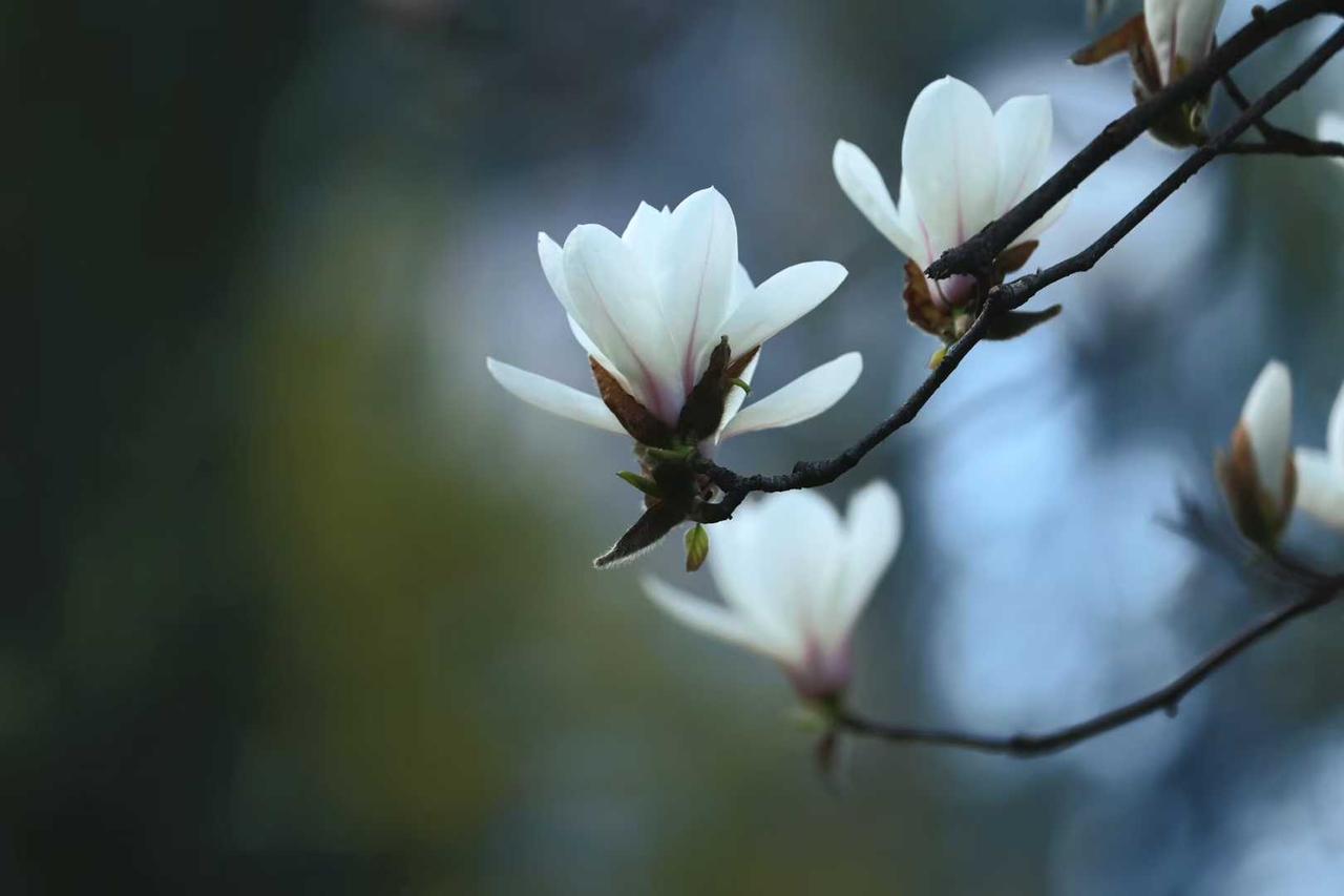 身边一位善于发现美的老师摄影作品，让这个春天永远住在大家的心里。