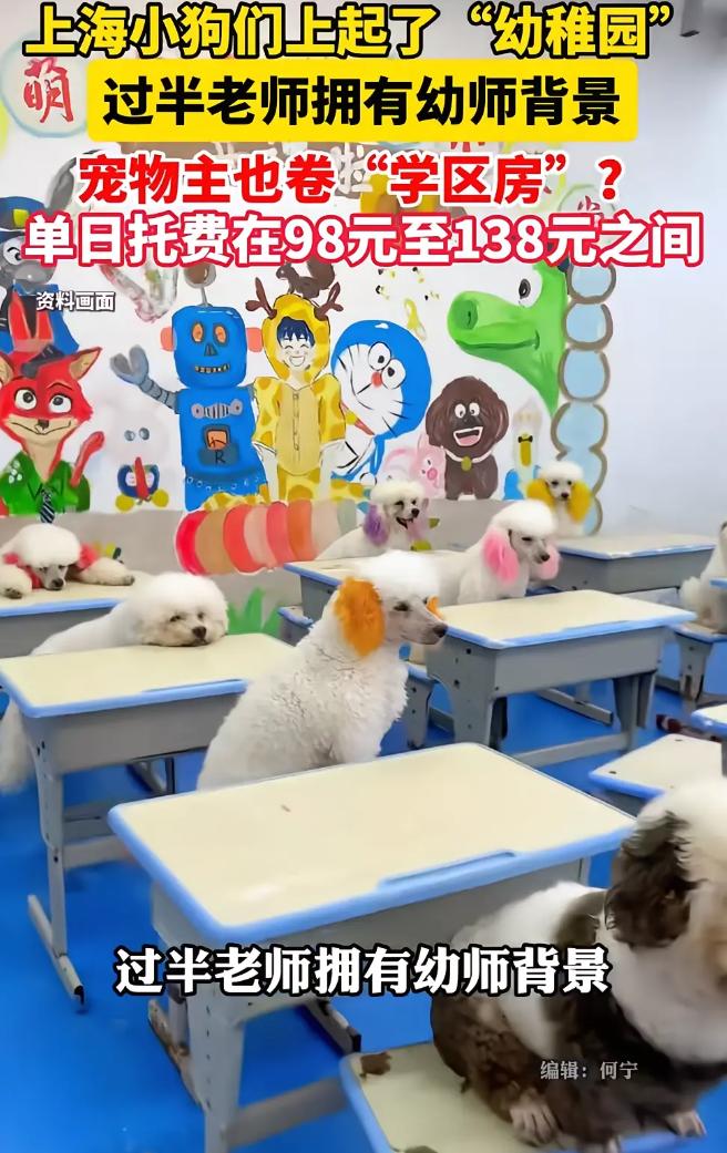 上海小狗们上起了幼稚园，多半老师拥有幼师背景，宠物还有独立的教室和课桌，让网友感
