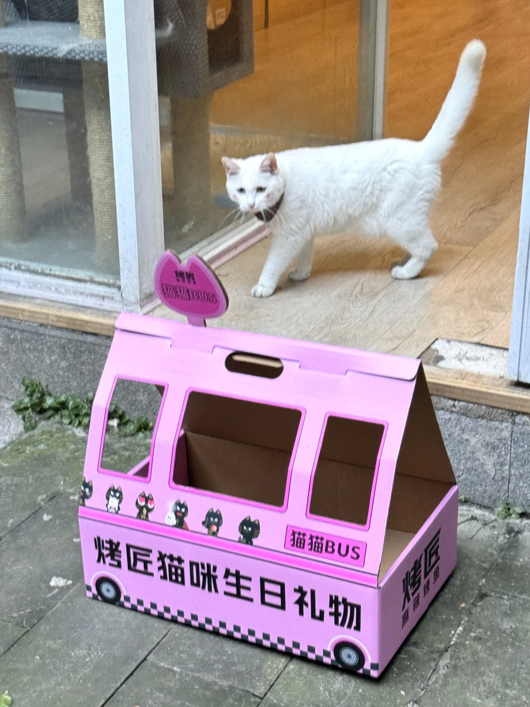 成都。。。果然。传下去！又可以免费领猫窝了！！
