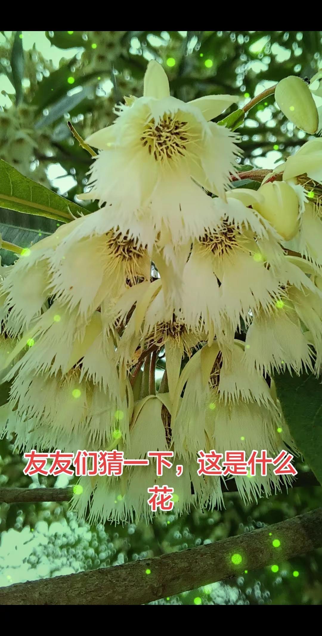树上开满了白色的花