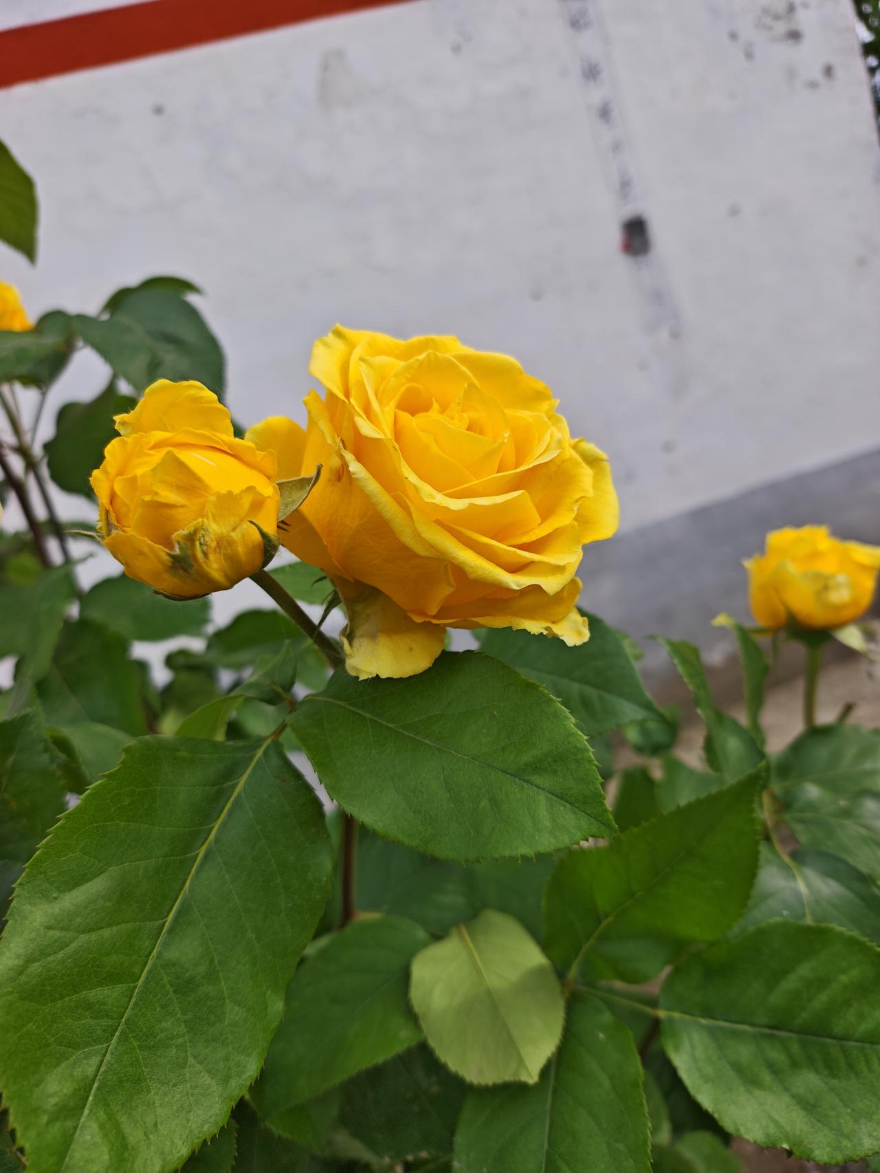 分享一下漂亮迷人的花黄月季花景美照