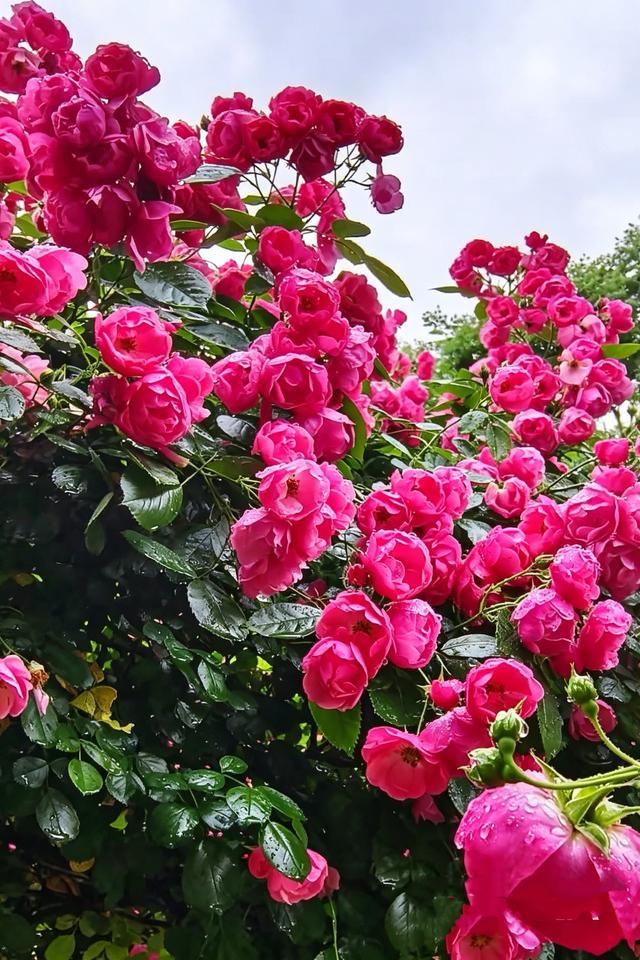 百花争艳好运来
朵朵花开艳无比