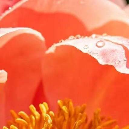 牡丹花的种植方法一、准备：在种植牡丹之前要选好种植地，使用的土壤十分重要，若使用