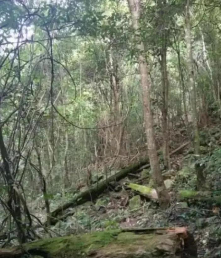 如果打仗了往山里跑安不安全？这么跟你说吧，十个人躲进山里，大概能有七八个活下来；