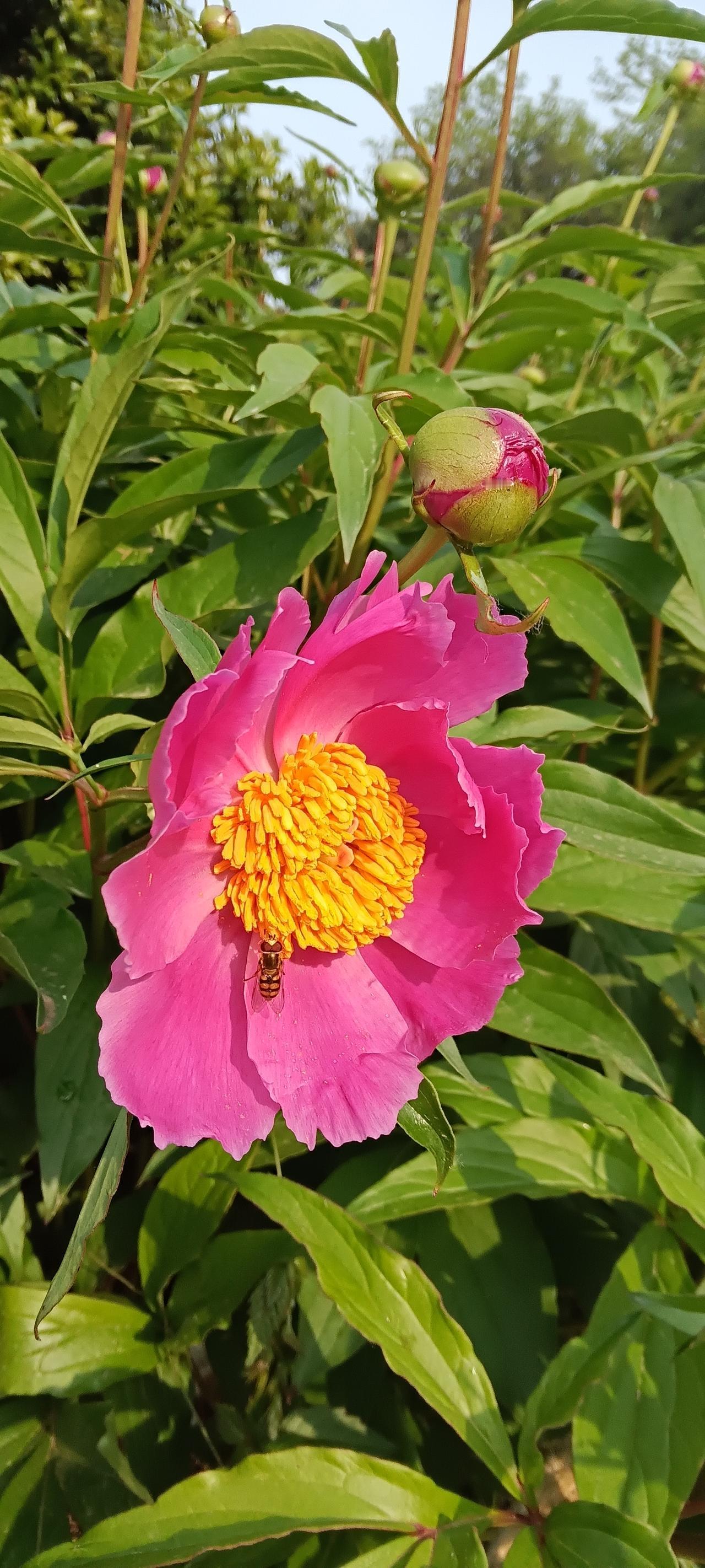 公园的牡丹开了，真漂亮。