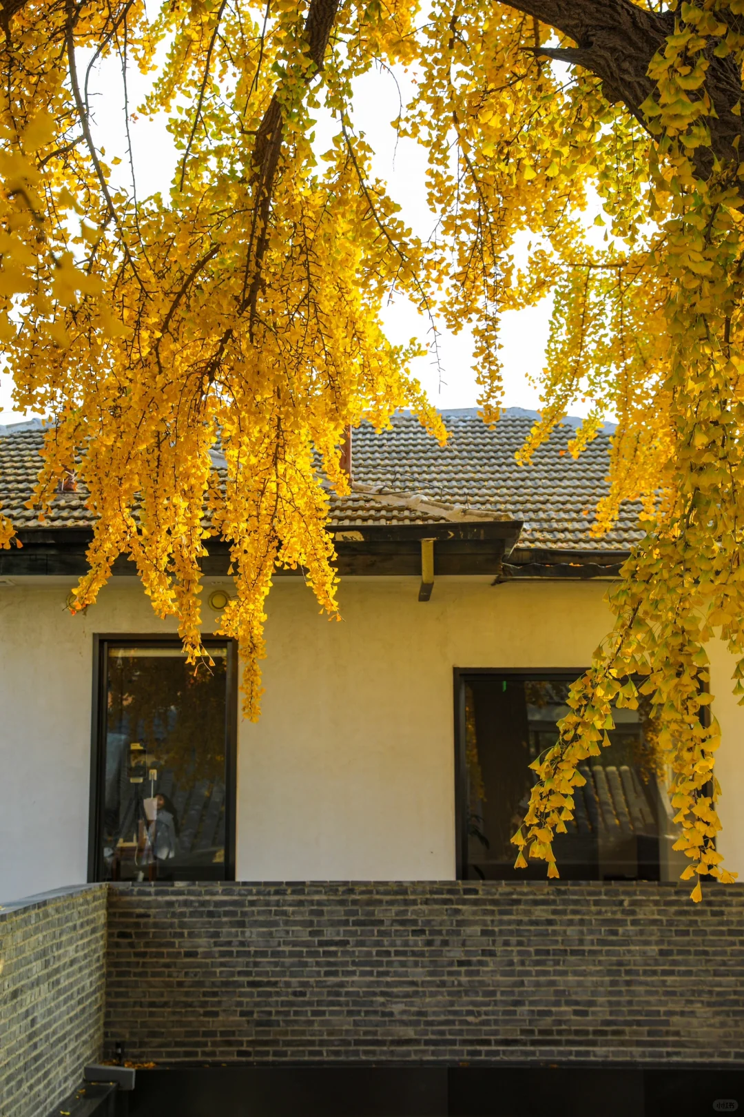 11.19实拍📷我宣布，这个京城小院已封神🍂